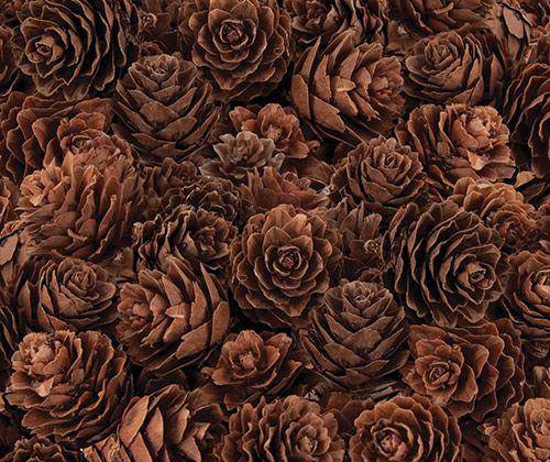 Pine Cones - Mini (190g)