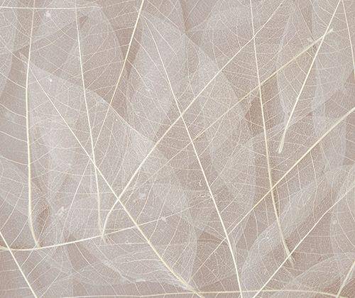 Skeleton Leaves - Natural (Pack of 100) - CLEARANCE