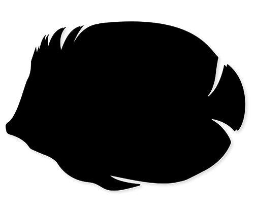 Scratch Fish Pack of 24 - view 5